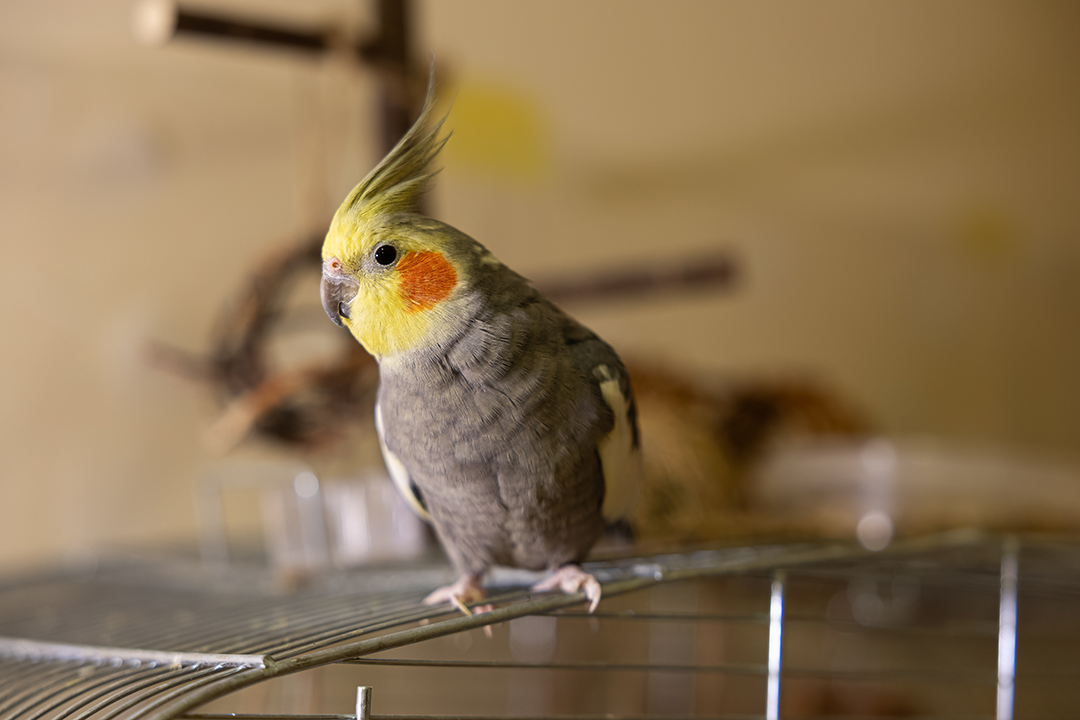 pet bird with grey yellow feathers