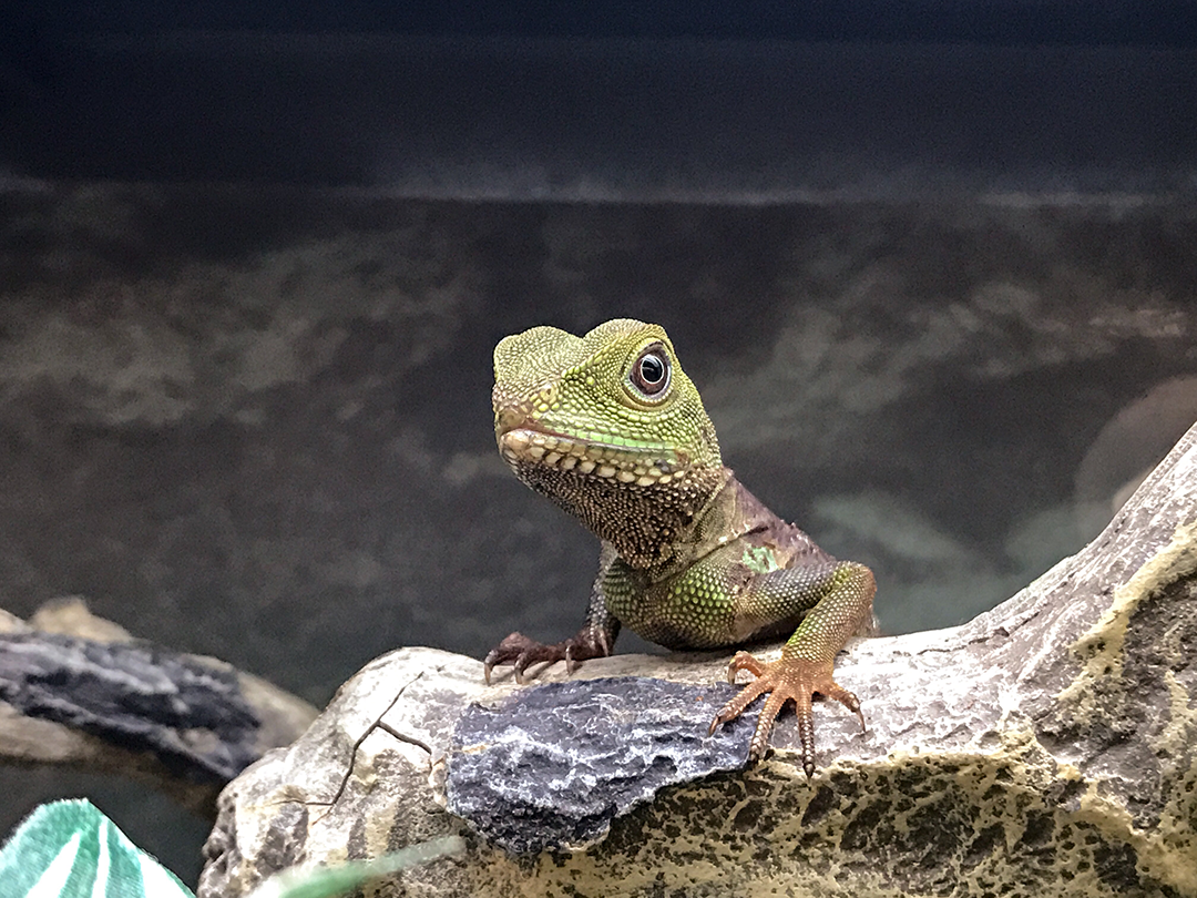 pet lizard in enclosure