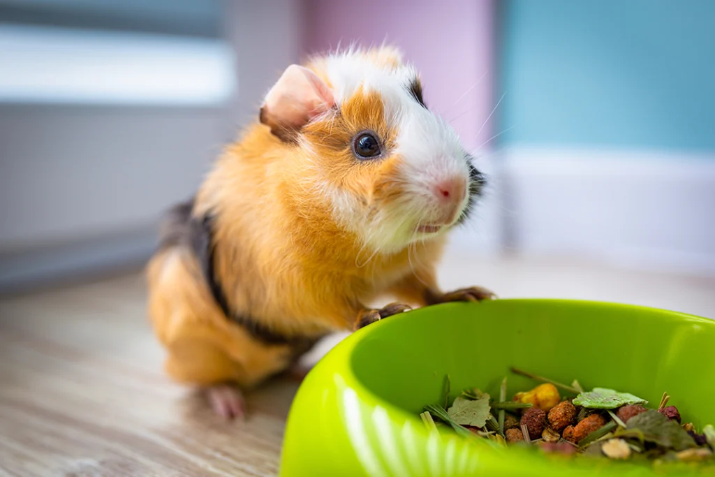 pet guinea pig eating